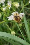 Eucera longicornis