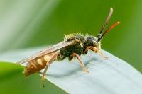 Nomada