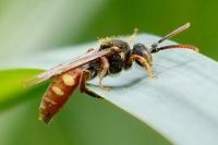 Nomada