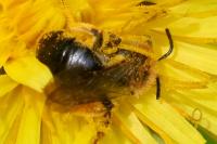 Osmia bicornis