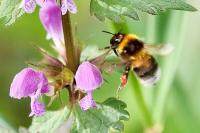 Bombus