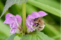 Anthophora plumipes