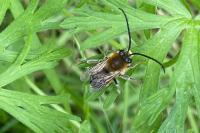Eucera
