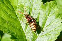 Nomada