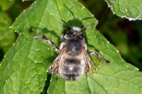 Anthophora plumipes