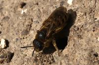Halictus