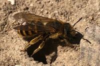 Halictus