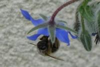 Bombus sp (pascuorum/humilis/muscorum)
