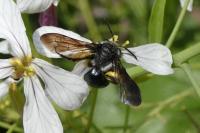 Andrena agilissima