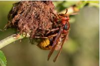Vespa crabro