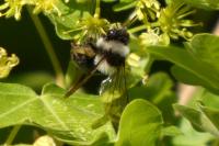Andrena cineraria