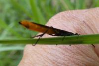 Calameuta pygmaea