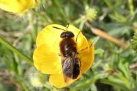 Andrena