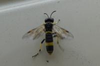 Zonuledo distinguenda