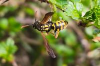 Polistes dominula