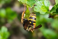 Polistes dominula