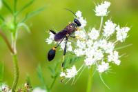 Sceliphron caementarium