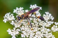 Sceliphron caementarium