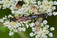 Macrophya montana