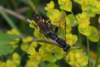 Macrophya montana
