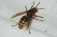 Vespa crabro