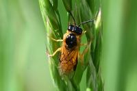 Selandria serva