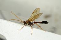 Eremotylus marginatus