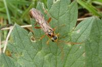 Tenthredopsis stigma