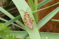 Tenthredopsis