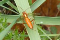 Tenthredopsis