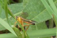Tenthredopsis