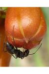 Camponotus aethiops