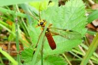 Tenthredopsis