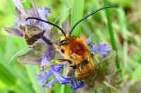 Eucera