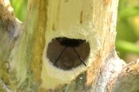 Xylocopa iris