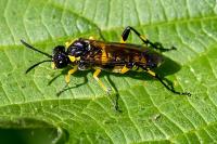 Macrophya montana