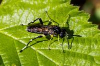 Macrophya montana
