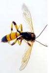 Ichneumon xanthorius