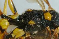 Ichneumon xanthorius