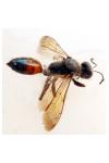 Sphex funerarius