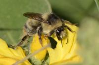 Bombus sylvarum