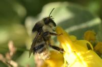 Bombus sylvarum