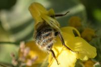 Bombus sylvarum