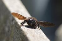 Xylocopa violacea