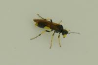 Tenthredo temula