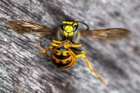 Vespula germanica