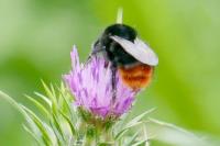 Bombus lapidarius