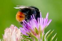 Bombus lapidarius