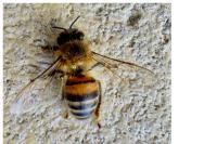 Apis mellifera