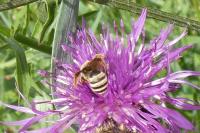 Halictus scabiosae
